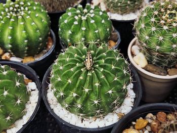 High angle view of succulent plants