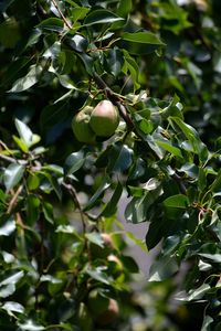 Low angle view of fruit growing on tree