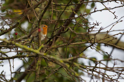 Low angle view of bird perching on tree
