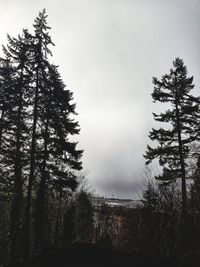 Low angle view of pine trees against sky