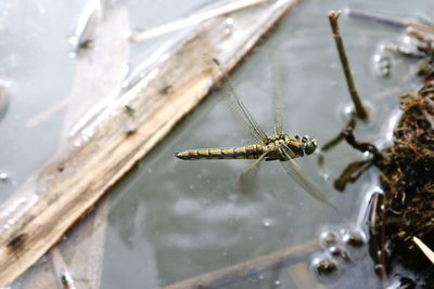 High angle view of insect on wood