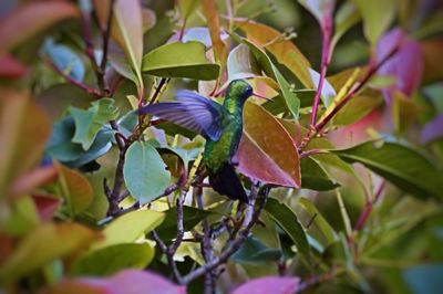 Close-up of bird on branch