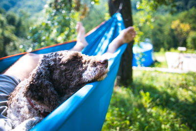 Dog sitting with man in hammock