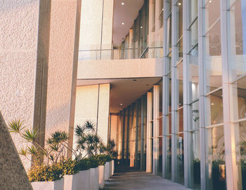 Potted plants outside building