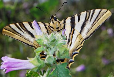 butterfly - insect