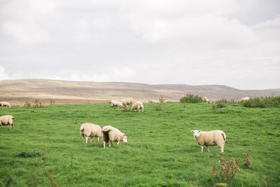 Sheep grazing in a field