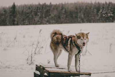 Portrait of a dog on snow covered land