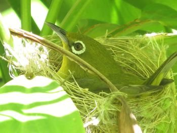 Close-up of lizard on plant