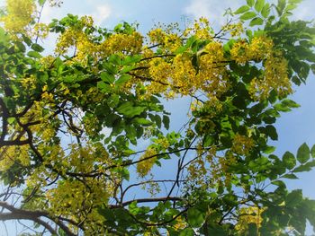 Low angle view of flowering tree against sky