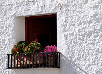 Flower plants against window