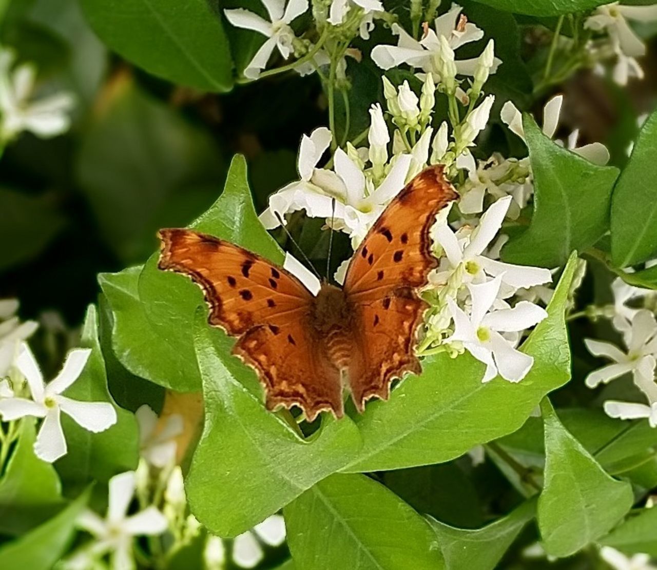 CLOSE-UP OF BUTTERFLY ON LEAF