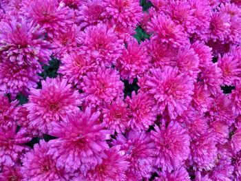 Full frame shot of pink flowering plants