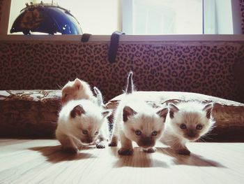 White kittens at home