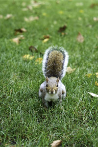 Squirrel on field