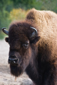 Close-up of an animal