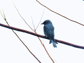 Low angle view of bird perching on cable against clear sky