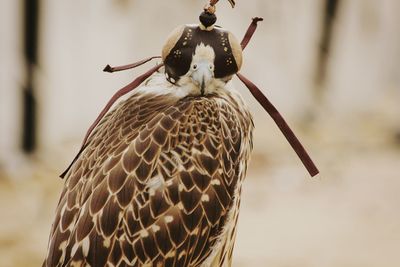 Close-up of pheasant