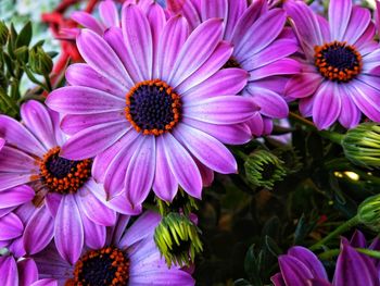 Close-up of pink flowers
