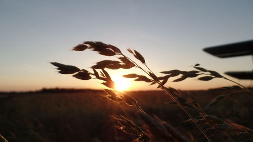 Close-up of flower growing in field against sky during sunset