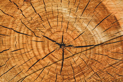 Full frame shot of tree stump