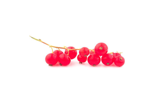 Close-up of red berries against white background