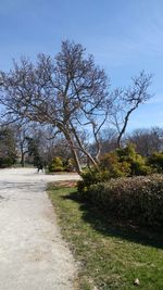 Trees in park against sky