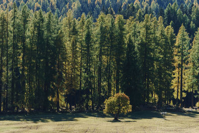 View of pine trees in forest