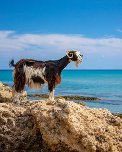 Horse standing on rock by sea against sky