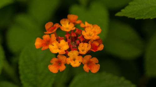 Close-up of fresh yellow flowers blooming outdoors