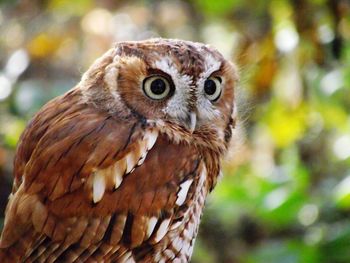 Close-up of a bird looking away