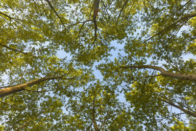 Low angle view of trees against clear sky