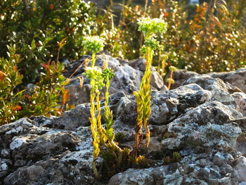 Plants growing on rocks