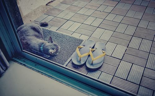 High angle view of cat seen through glass
