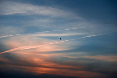 Low angle view of birds flying in sky during sunset