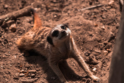 Meerkat playing in dirt looking up