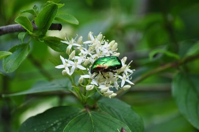 Close-up of insect on plant