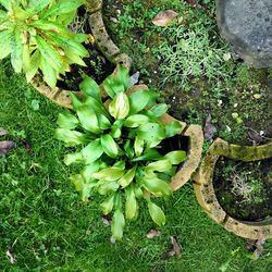 High angle view of flowering plant on field