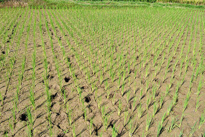 High angle view of rice field