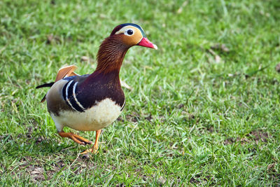 Close-up of duck on field