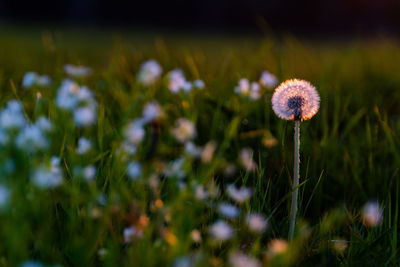 Close-up of dandelion growing on field