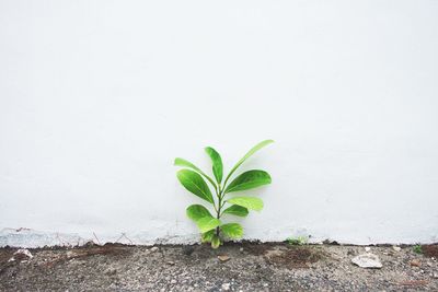 Close-up of plant against wall