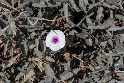 High angle view of flowering plants