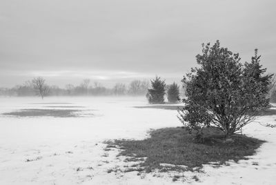 Trees by lake against sky