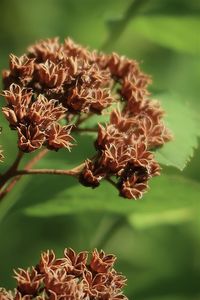 Dry plant buds in the sunlight