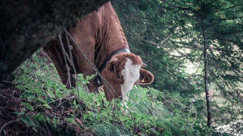 Close-up of horse standing on tree