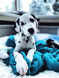 Portrait of dalmatian puppy resting on bed at home