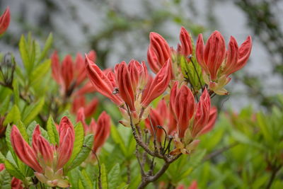 Close-up of red flowering plant