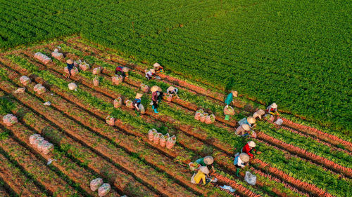 High angle view of rice paddy on field