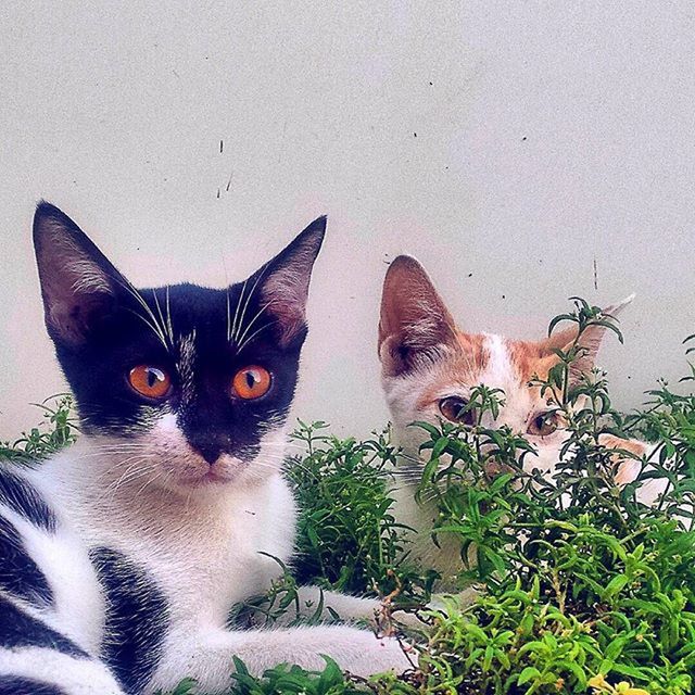 animal themes, domestic animals, mammal, pets, one animal, domestic cat, cat, looking at camera, portrait, feline, two animals, whisker, clear sky, outdoors, alertness, day, no people, animal head, plant, front view