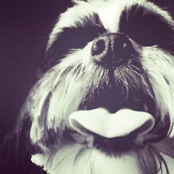 Close-up of dog